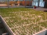 Larch seedlings Feb 15 2010